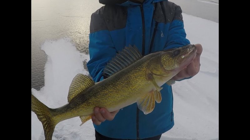Overview of ice fishing live Overview of ice fishing live